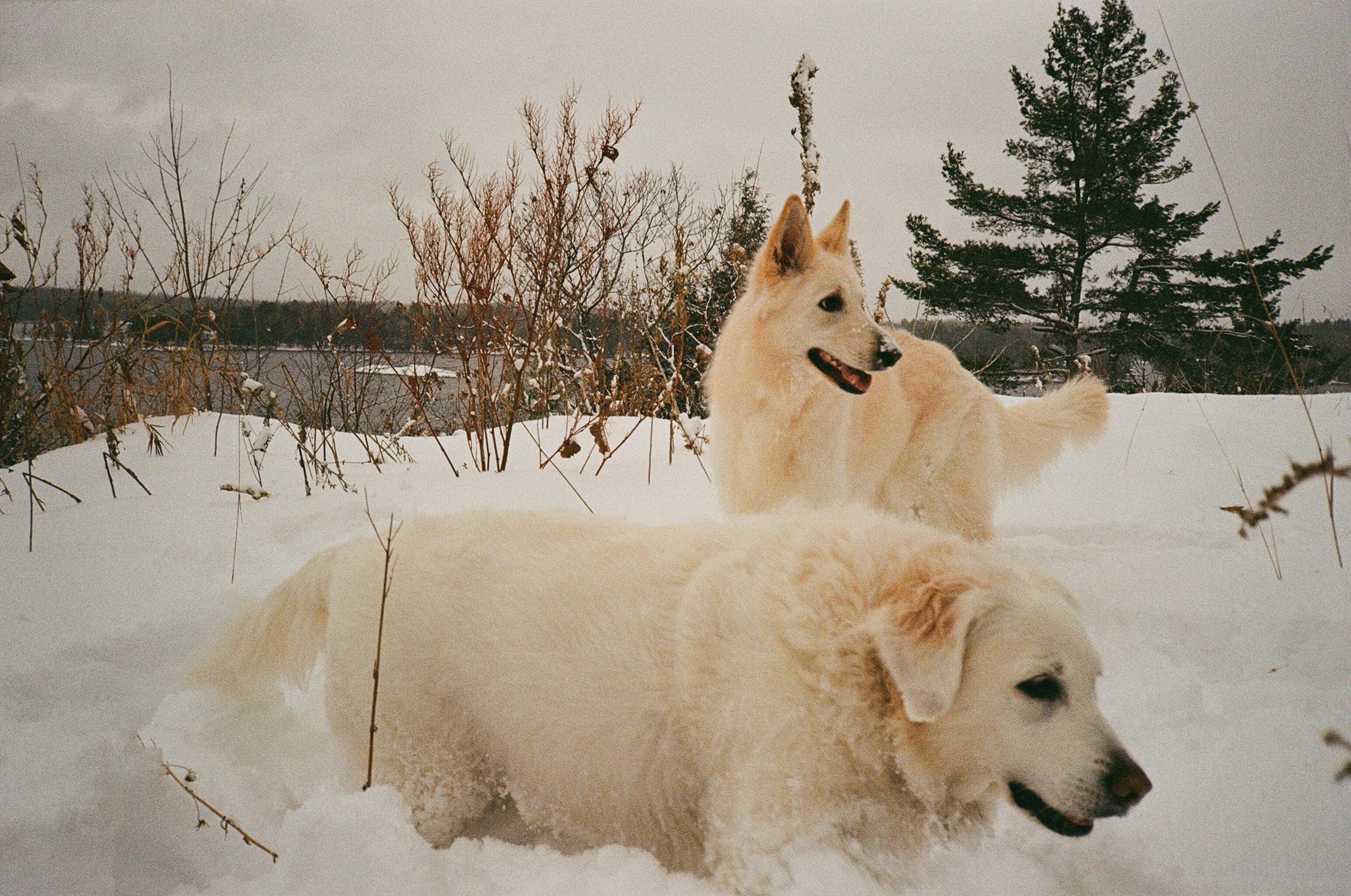 Ashley's two dogs playing in the snow